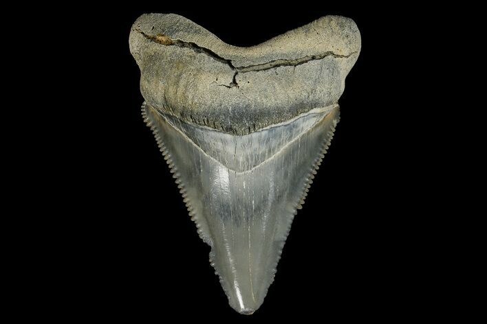 Serrated, Fossil Megalodon Tooth - Aurora, North Carolina #179798